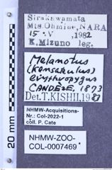 Etiketten zu Melanotus erythropygus (NHMW-ZOO-COL-0007469)